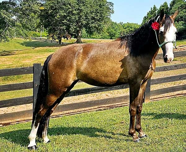 black-roan-mare-horse