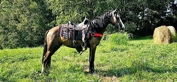black-roan-horse-mare