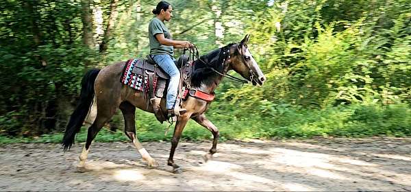 black-roan-mare-tennessee-walking-horse