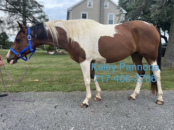 all-around-paint-horse