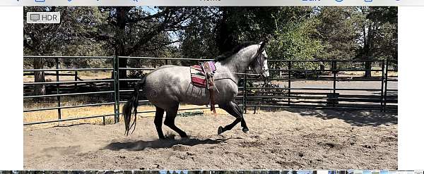 double-registered-started-under-saddle-horse