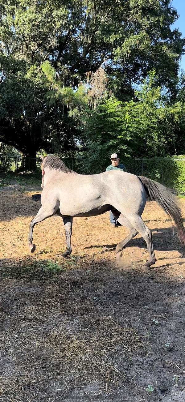 stallion-foal