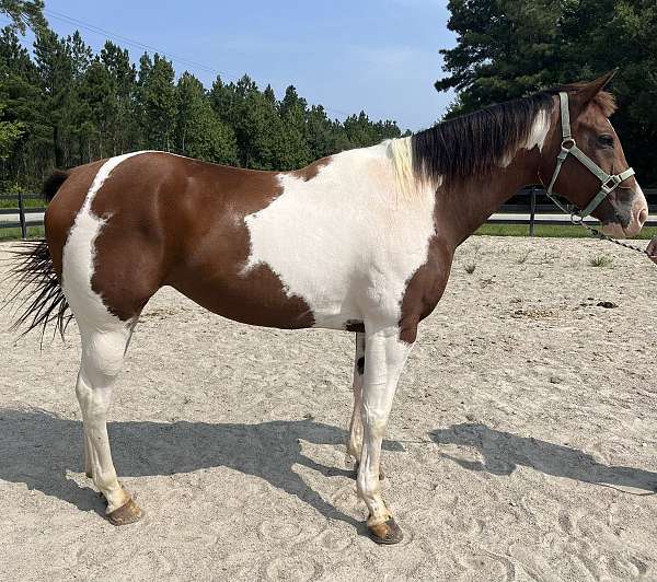 pinto-quarter-horse-mare