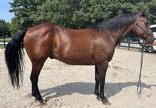 bay-quarter-horse-gelding