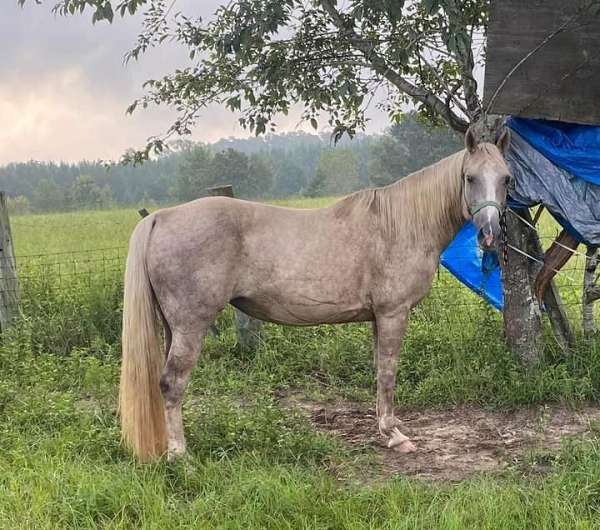 husband-safe-palomino-horse