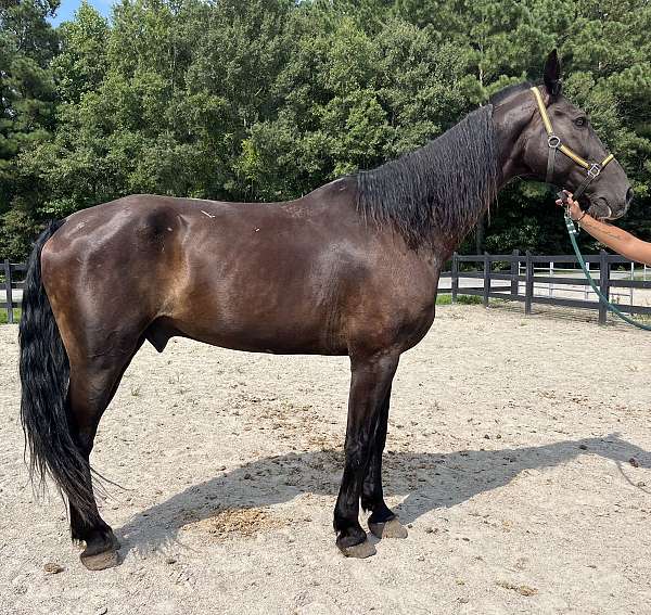 black-draft-gelding