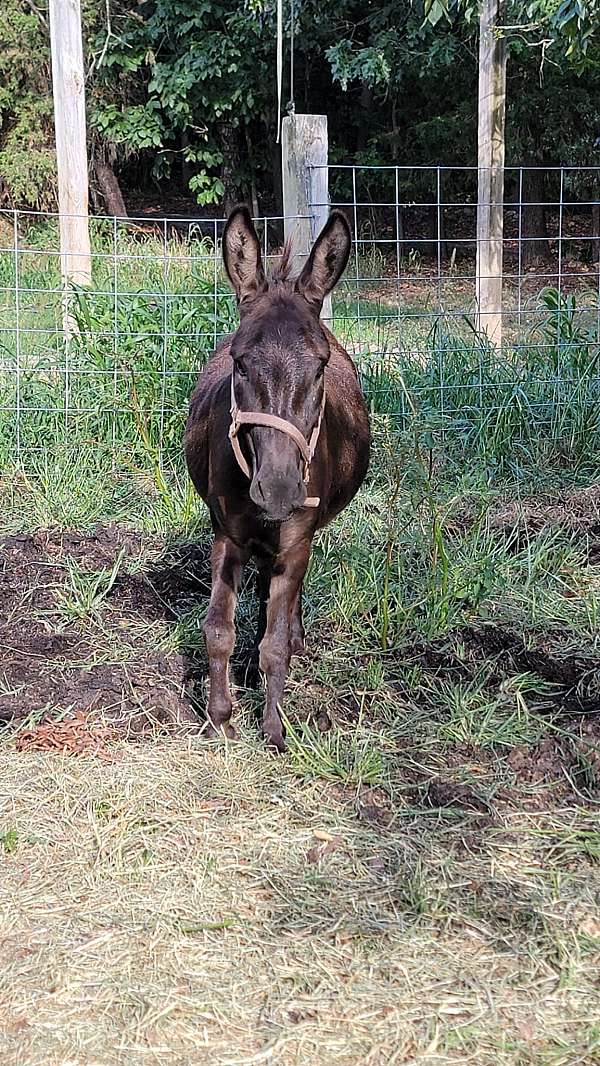 herd-protection-gelding