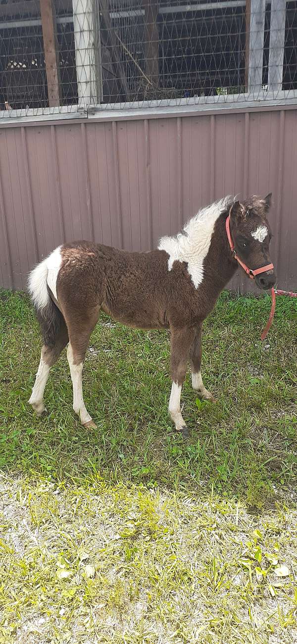 black-white-amha-amhr-filly-foal