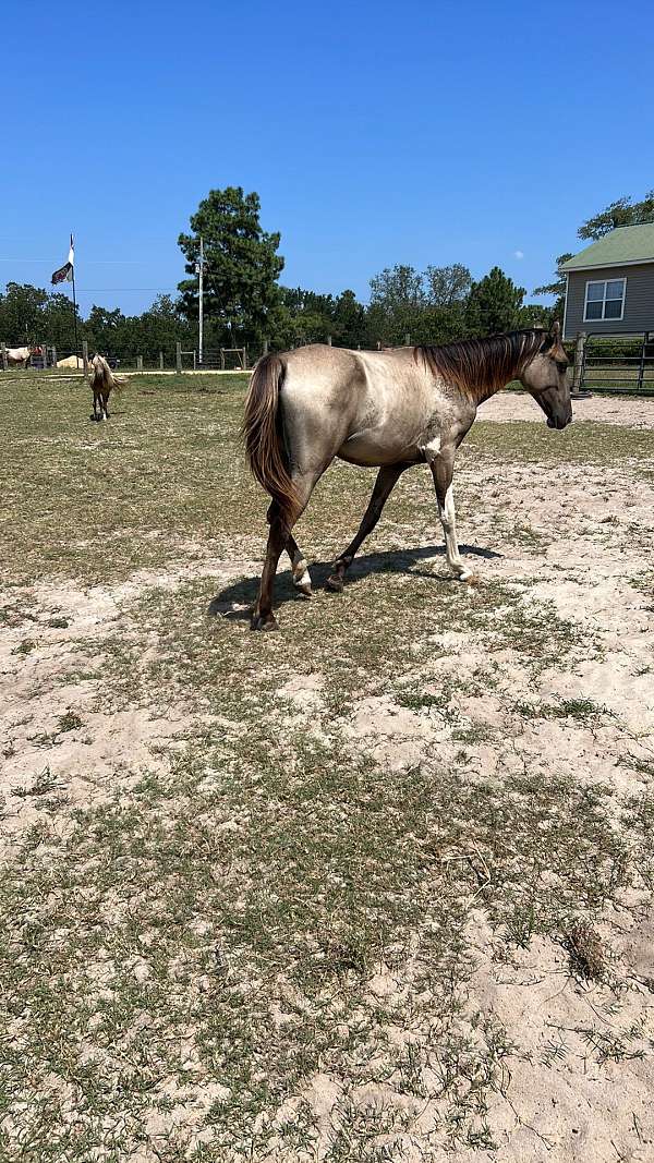 grulla-tennessee-walking-filly