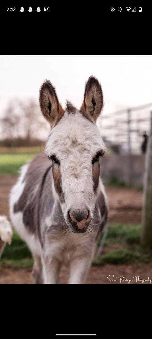 white-donkey-miniature-horse