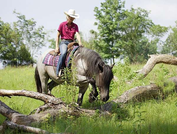 cowboy-dressage-draft-horse