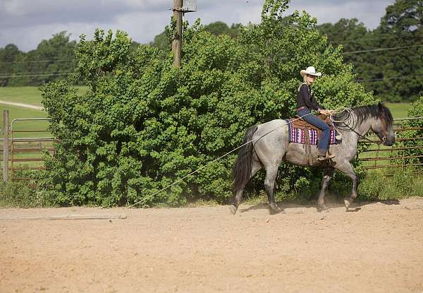 dreams-draft-horse