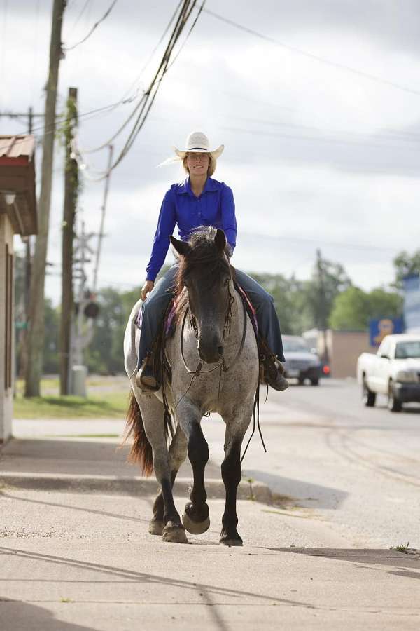 dressage-prospect-draft-horse