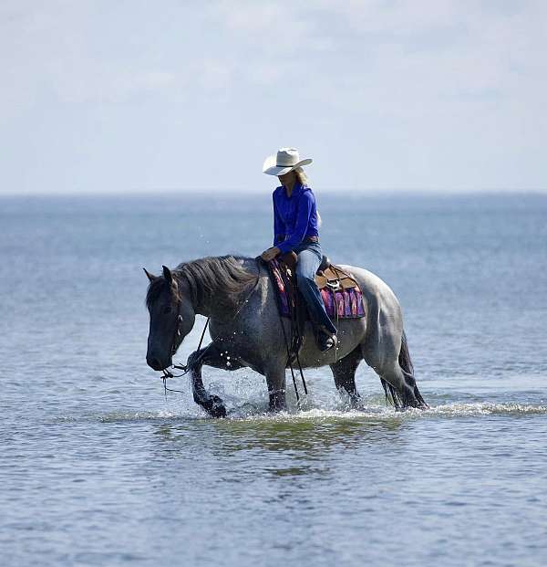 houston-draft-horse