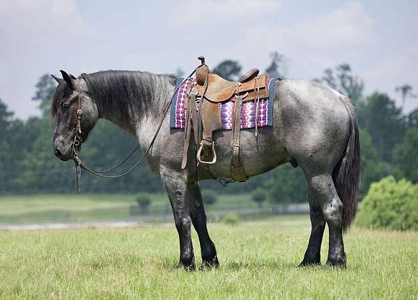 lay-down-draft-horse