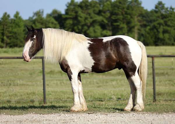 normal-paint-markings-with-roaning-in-flanks-horse
