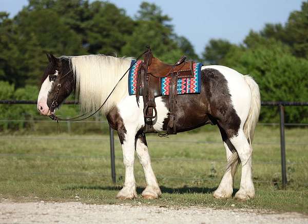 piebald-normal-paint-markings-with-roaning-in-flanks-horse