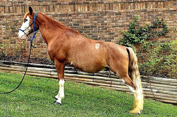 sabino-roan-gelding-horse