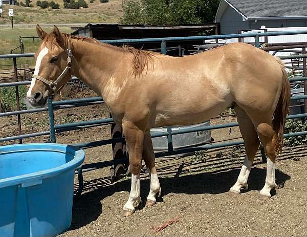 bose-face-four-white-socks-on-feet-horse