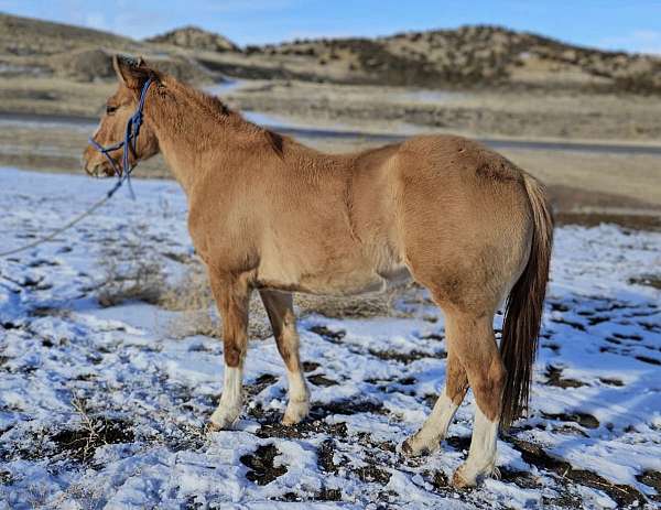 bose-face-four-white-socks-on-feet-horse