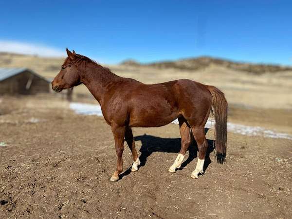 white-fore-pastern-horse