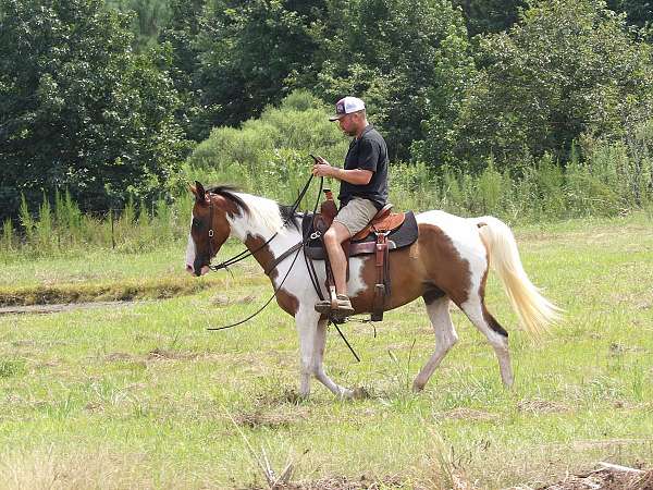 endurance-horses-for-sale-mare