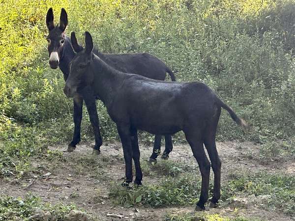 pregnant-donkey