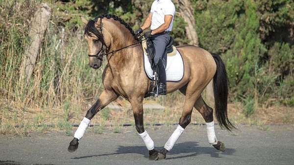 andalusitan-andalusian-horse