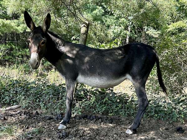 standard-donkey-mare