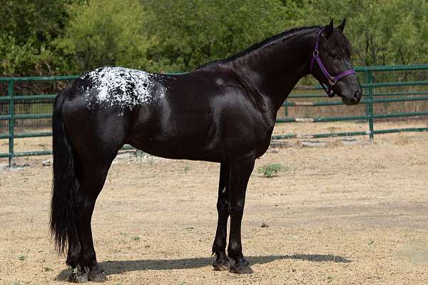 working-equitat-friesian-horse