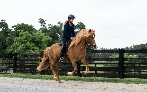 gaited-started-under-saddle-icelandic-horse