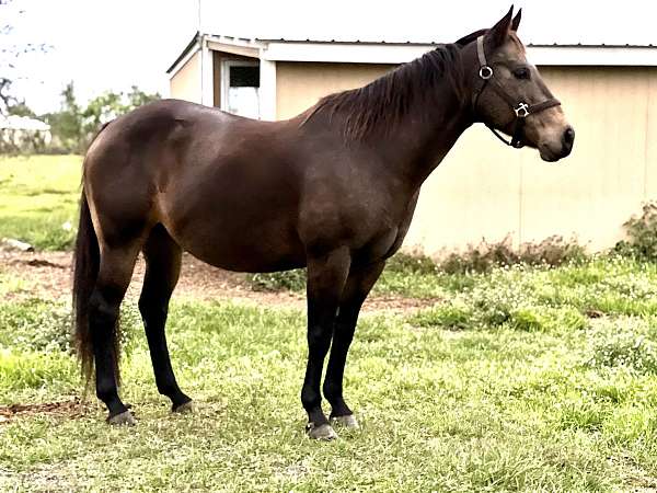 aqha-appaloosa-stallion