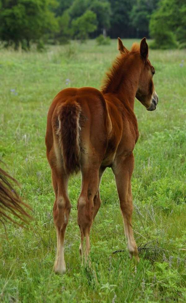 catalena-boy-horse