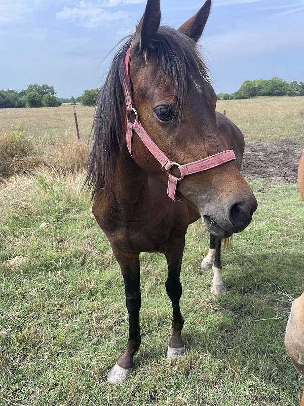 pony-gelding