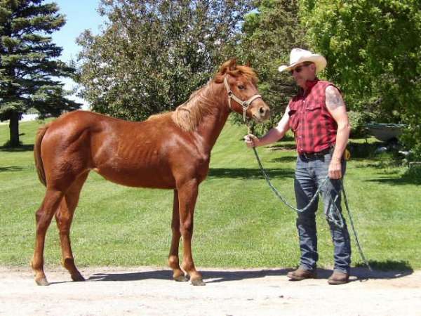 working-bred-horse