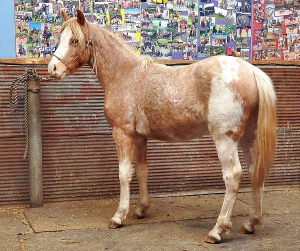 cob-welsh-pony