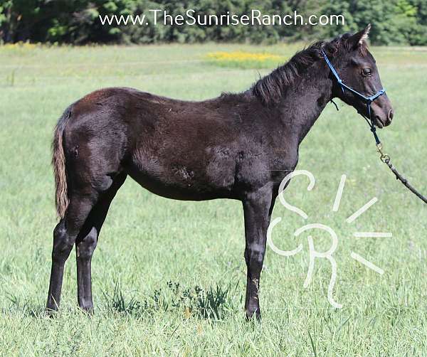 gaited-morgan-filly