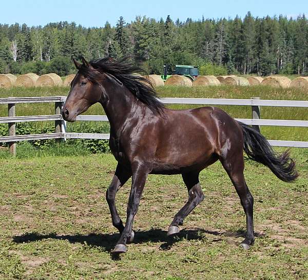 sporthorse-friesian-horse