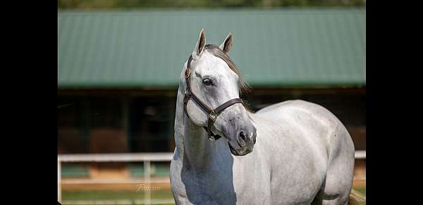 dallas-keen-thoroughbred-horse