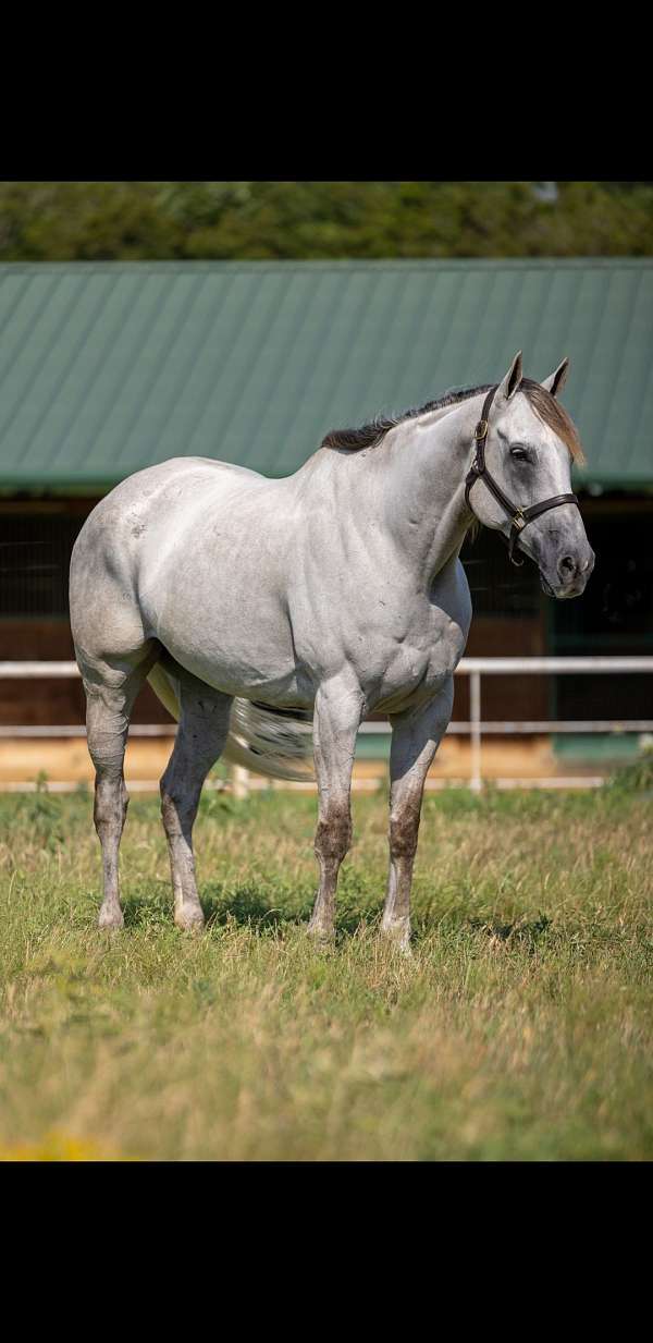 search-rescue-thoroughbred-horse