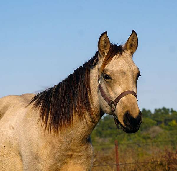 dash-stallion