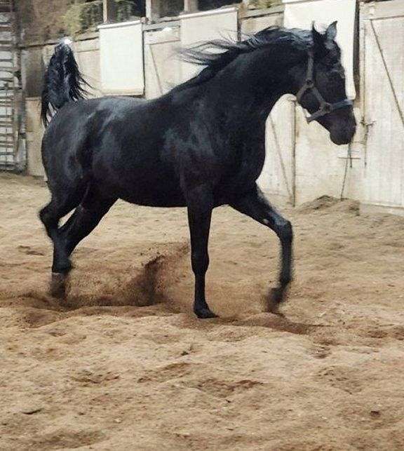 egyptian-arabian-stallion