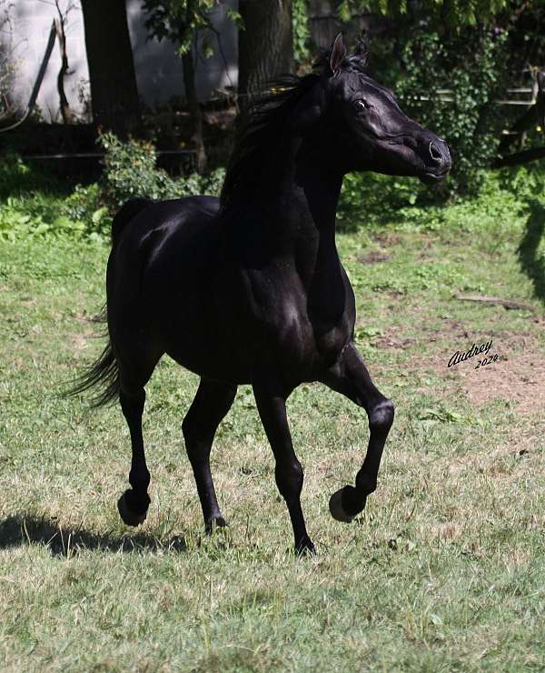 audrey-arabian-horse