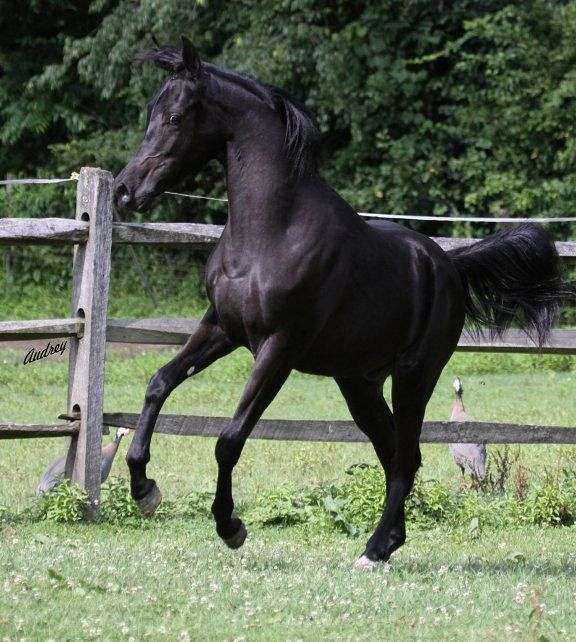 audrey-horse