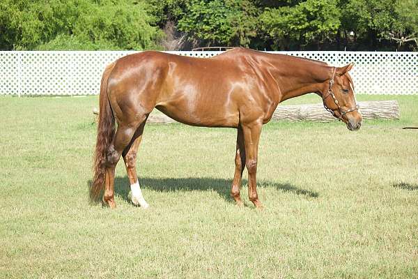 affordable-thoroughbred-horse