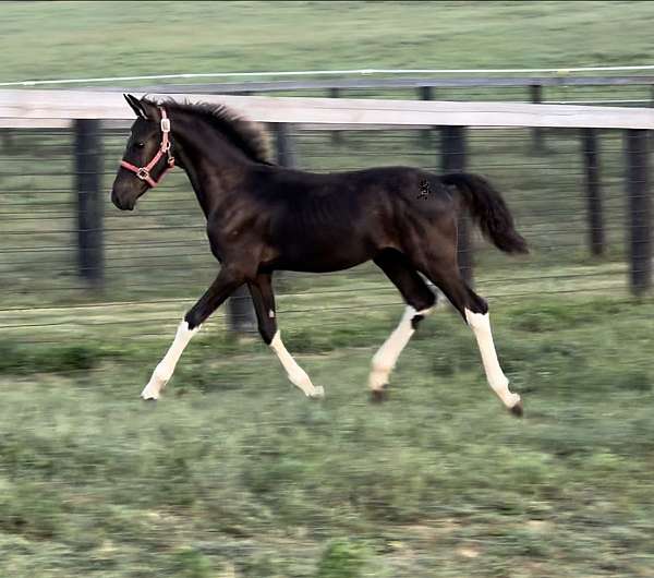sport-mare-weanling