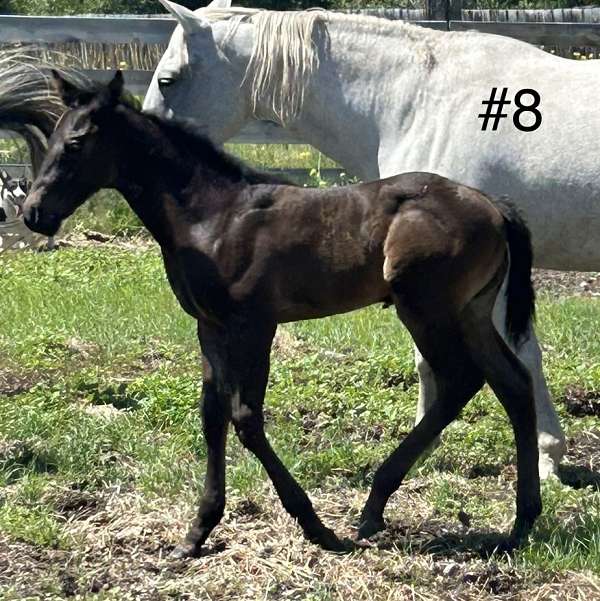 10-hand-draft-horse