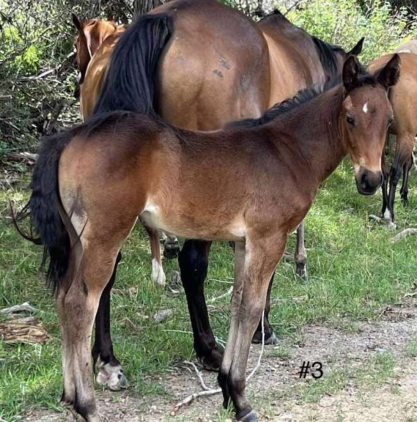 draft-ranch-friesian-horse