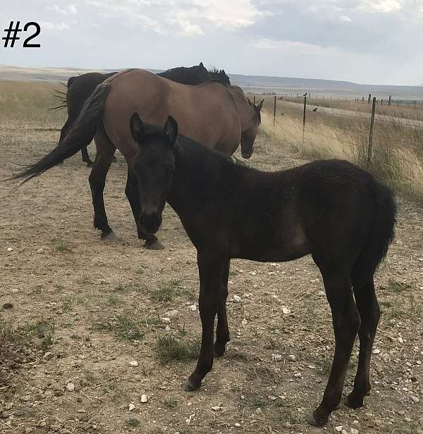 black-dun-draft-colt