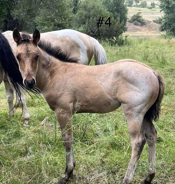 dun-roan-ranch-work-horse